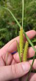 Carex rostrata