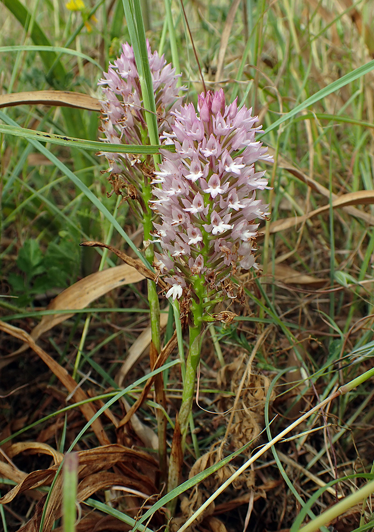 Изображение особи Anacamptis pyramidalis.