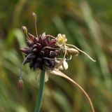 Allium oleraceum. Соцветие с бутонами, цветками и луковичками. Ленинградская обл., Ломоносовский р-н, дер. Мурилово, сухой луг на известняках. 17.07.2010.