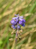 Muscari neglectum. Отцветающее соцветие. Республика Ингушетия, Джейрахский р-н, ур. Мухул, высота ок. 2200 м н.у.м., луг. 18 июня 2022 г.