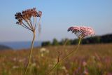 Pimpinella rhodantha. Верхушки побегов с соплодием и соцветием. Республика Адыгея, Майкопский р-н, ок. 7 км к югу от с. Новопрохладное, хр. Ду-Ду-Гуш, выс. ок. 1570 м н.у.м., субальпийский луг. 30.07.2022.