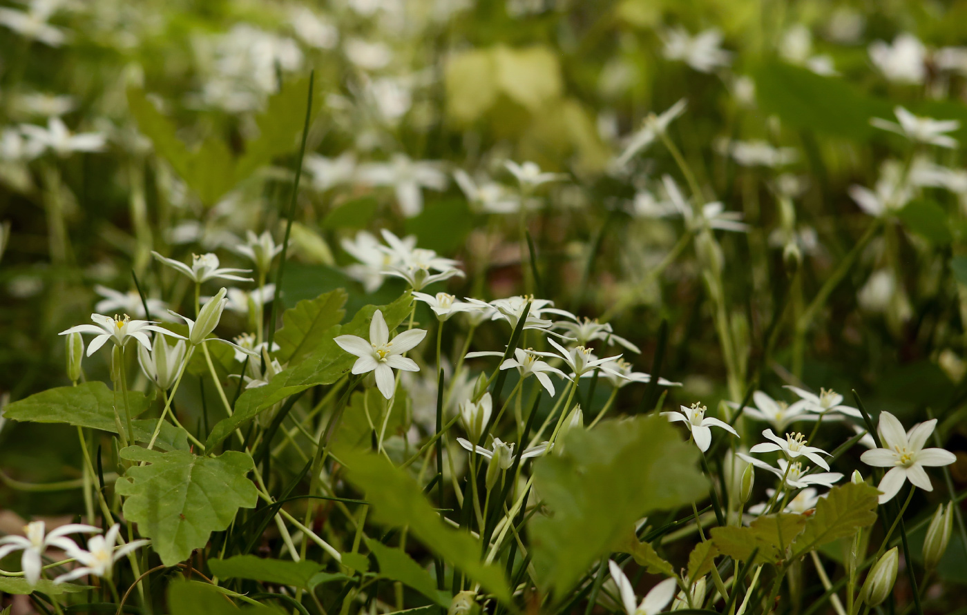 Изображение особи Ornithogalum woronowii.