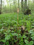 Equisetum sylvaticum