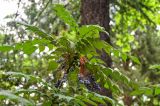 Mahonia japonica