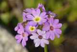 Primula algida