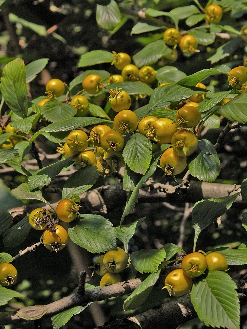 Изображение особи Crataegus punctata.