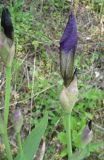 Iris × hybrida. Верхушка зацветающего растения. Крым, Симферополь, Петровские скалы. 12 мая 2010 г.