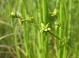 Carex loliacea. Соплодия. Окр. Архангельска, под ЛЭП. 15.06.2011.