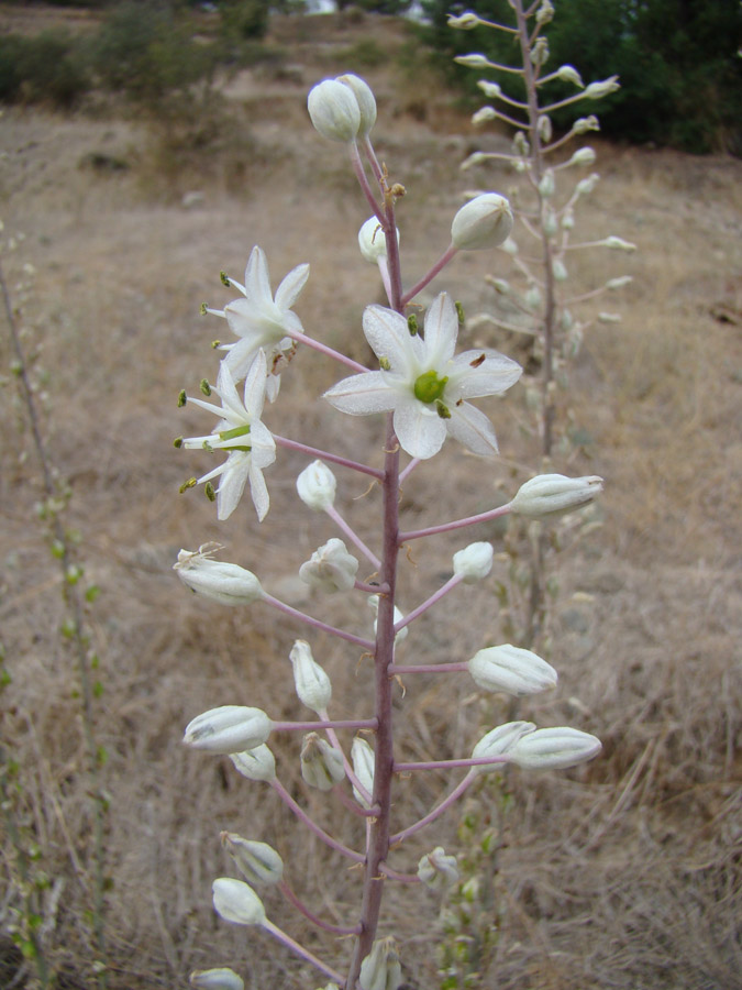 Изображение особи Drimia aphylla.