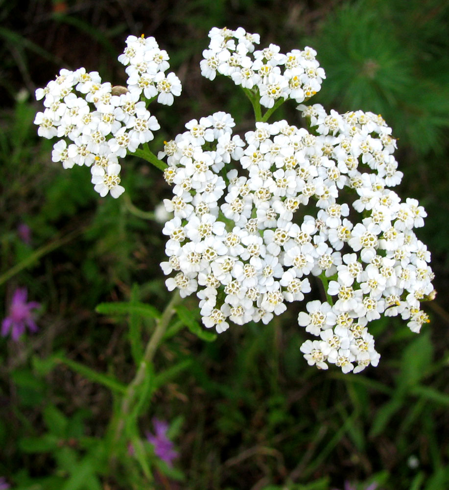 Изображение особи Achillea collina.