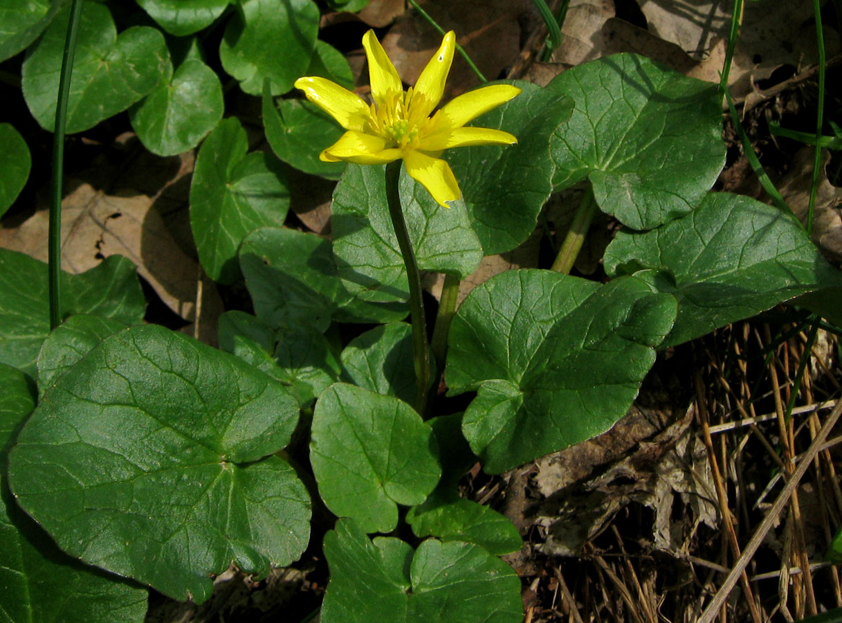 Изображение особи Ficaria calthifolia.