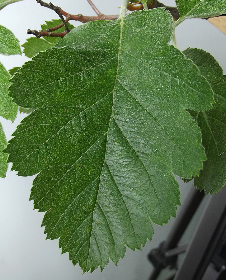 Изображение особи Sorbus intermedia.