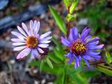 Aster sibiricus