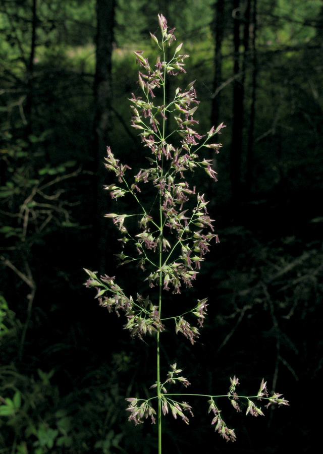 Изображение особи Calamagrostis pavlovii.