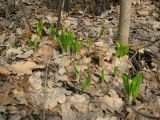 Arum elongatum