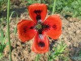 Papaver laevigatum