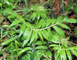 Valeriana alternifolia