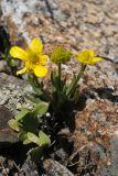 Ranunculus popovii