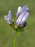 Astragalus agrestis. Соцветие. Якутия, Мегино-Кангаласский улус, пойма р. Лены. Начало августа 2013 г.