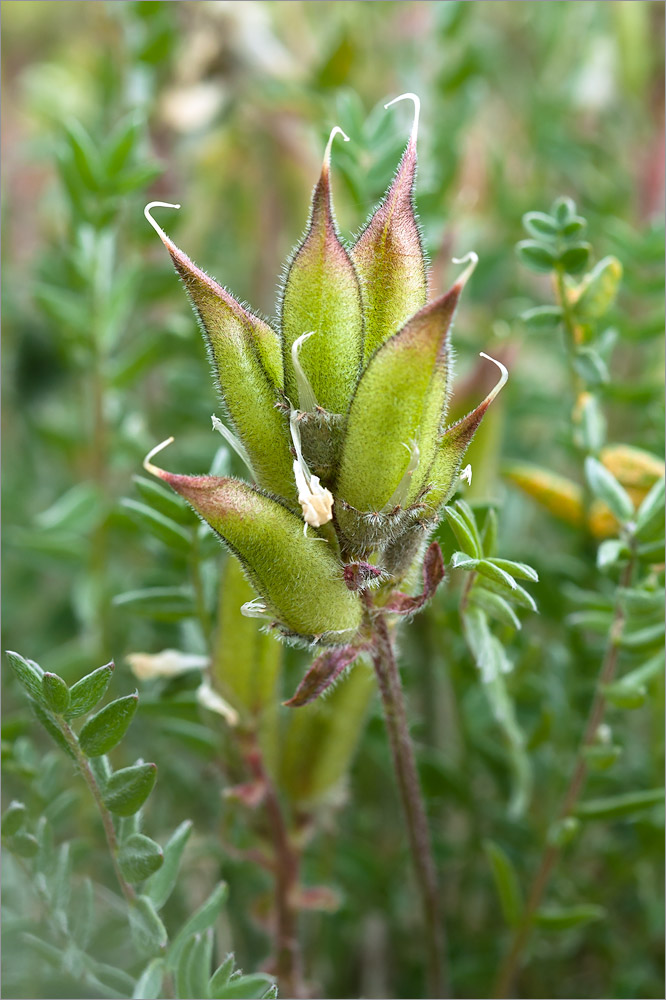 Изображение особи Oxytropis sordida.