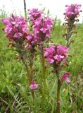 Pedicularis interioroides. Верхушки цветущих растений. Республика Бурятия, Баунтовский эвенкийский р-н, окр. пос. Северный, долина р. Има, речная терраса, сырой луг с кустарниками. 27.06.2013.