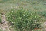 Peganum harmala. Цветущее растение. Узбекистан, Бухарская обл., окр. г. Караулбазар. 13.05.2009.