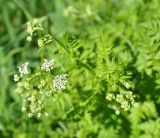 familia Apiaceae. Верхушка побега с соцветием. Армения, Вайоц Дзор, ущелье р. Арпа. 03.05.2013.