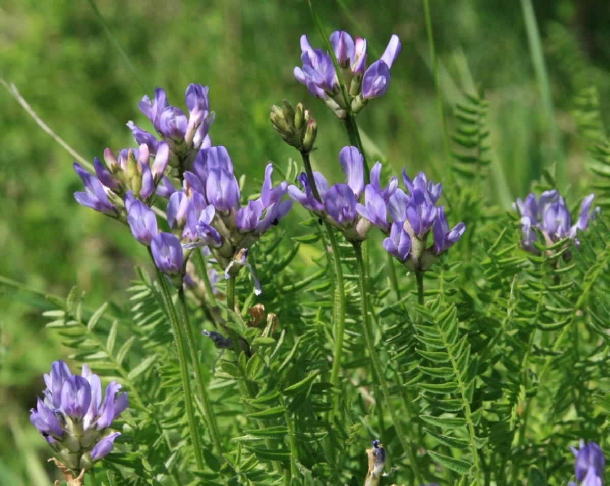 Изображение особи род Oxytropis.