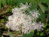 Thalictrum aquilegiifolium