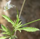 Viola arvensis. Листья с прилистниками. Ленинградская обл., середина июня.