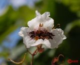 Catalpa bignonioides. Цветок. Волгоград, в озеленении. 23.06.2014.