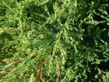 Juniperus × pfitzeriana. Ветви. Кемеровская обл., г. Прокопьевск. 06.07.2014.