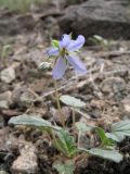 Erodium oxyrhynchum