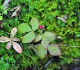 Rubus arcticus. Верхушка плодоносящего растения. Республика Коми, Печоро-Илычский заповедник, долина реки Ыджыд-Ляга, заболоченный участок смешанного леса. 17.08.2014.