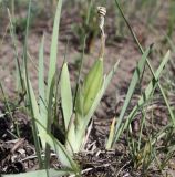 Iris humilis. Растение с незрелым плодом. Хакасия, окр. с. Аршаново, степь на песках. 24.05.2015.