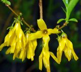 род Forsythia