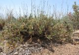 Astragalus arcuatus