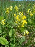 Primula veris