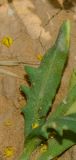 Nasturtiopsis coronopifolia