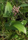 Maianthemum bifolium