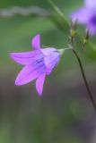 Campanula patula