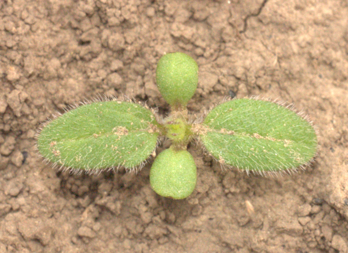 Изображение особи Cyclachaena xanthiifolia.