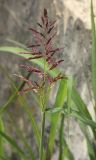 genus Sorghum. Верхушка побега молодого растения с распускающимися соцветиями. Черноморское побережье Кавказа, г. Сочи, Лазаревский р-н, микр. Уч-Дере, окр. Субтропического Ботанического Сада Кубани, на железнодорожной насыпи. 9 июня 2016 г.