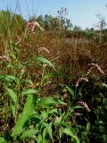 Persicaria lapathifolia. Цветущее растение. Украина, Донецкая обл., Новоазовский р-н, берег р. Грузский Еланчик. 26.08.2017.