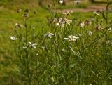 Achillea ptarmica