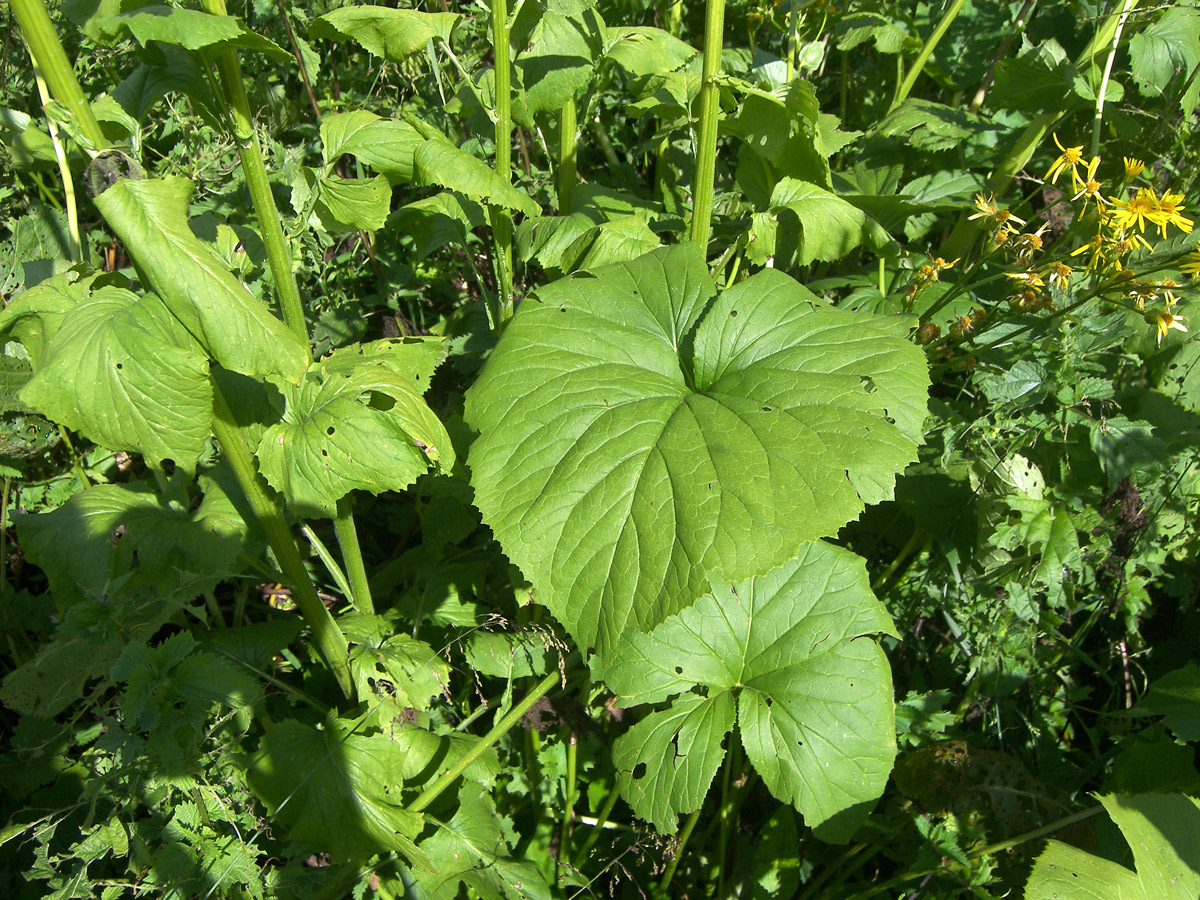 Изображение особи Tephroseris cladobotrys.