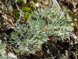 Artemisia sericea