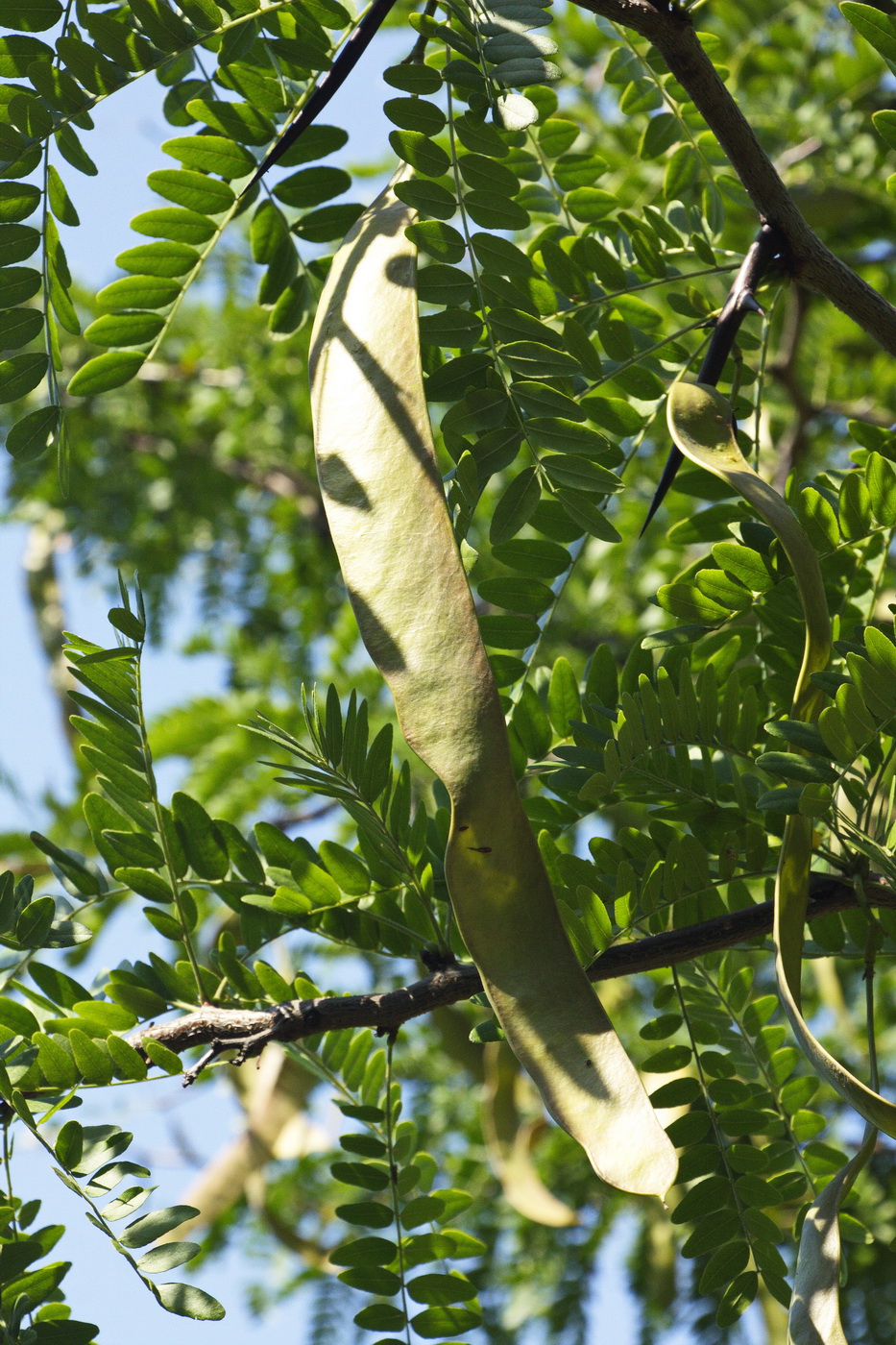 Изображение особи Gleditsia triacanthos.