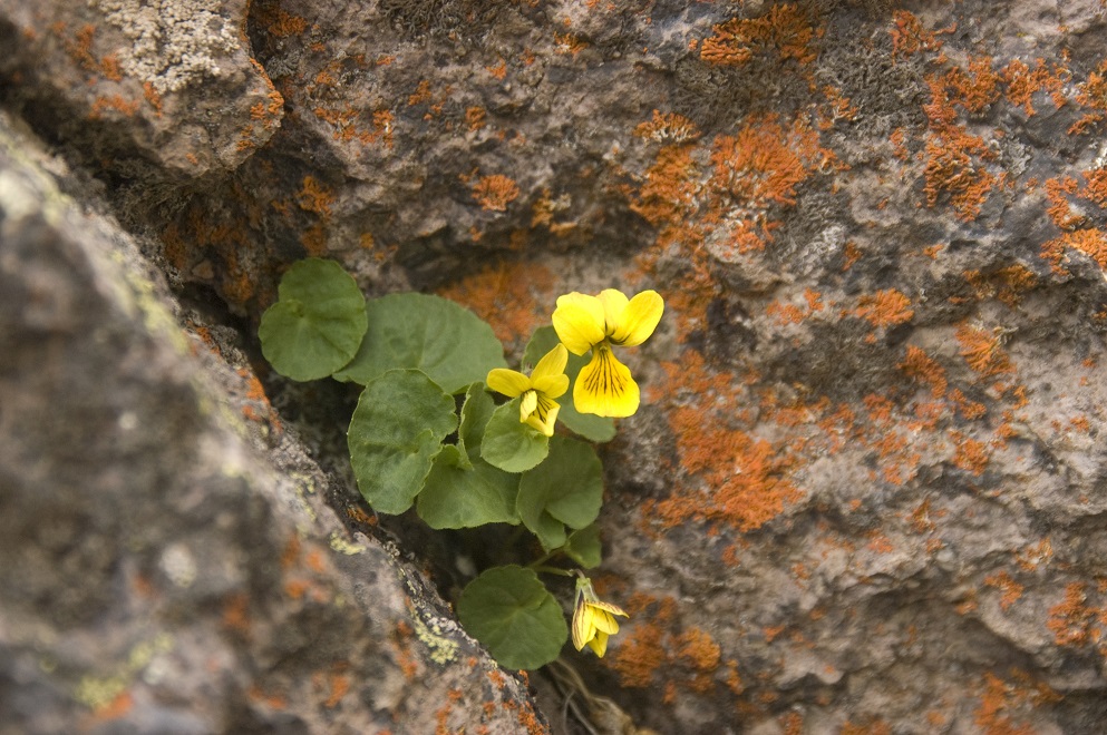 Изображение особи Viola caucasica.