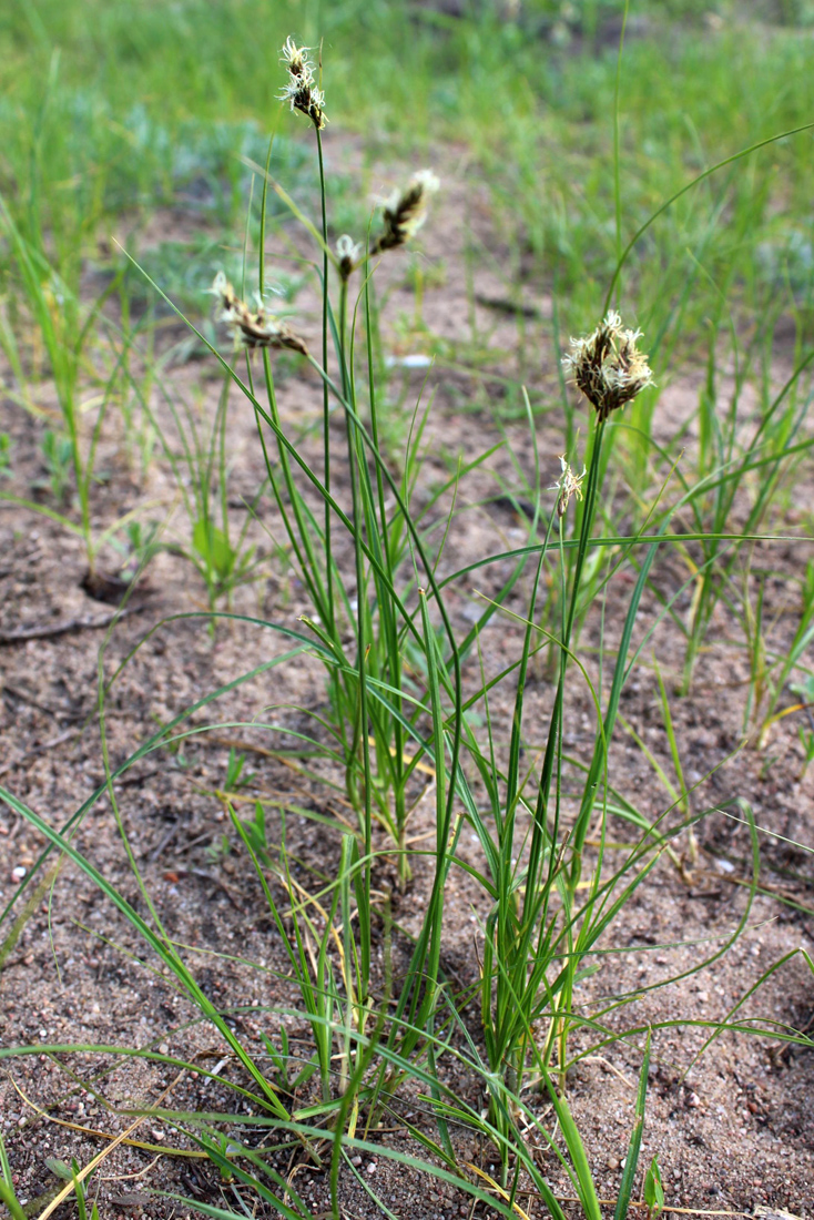 Изображение особи Carex praecox.